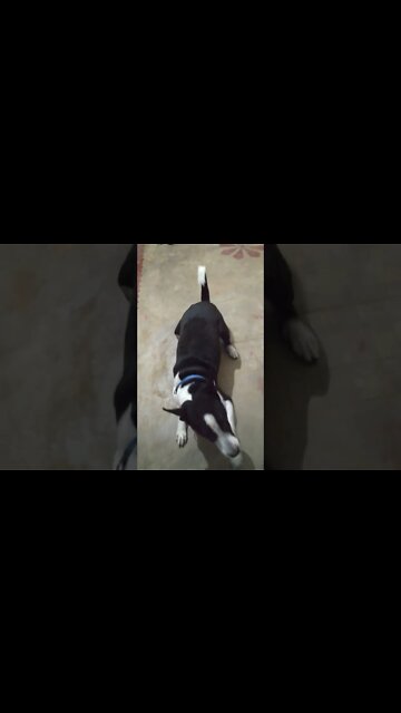 Bhalu sitting training | dog training video | #shorts #dogs #training