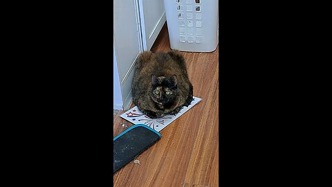 elder cat loaf