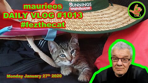 maurieos DAILY VLOG #1013 #fezthecat