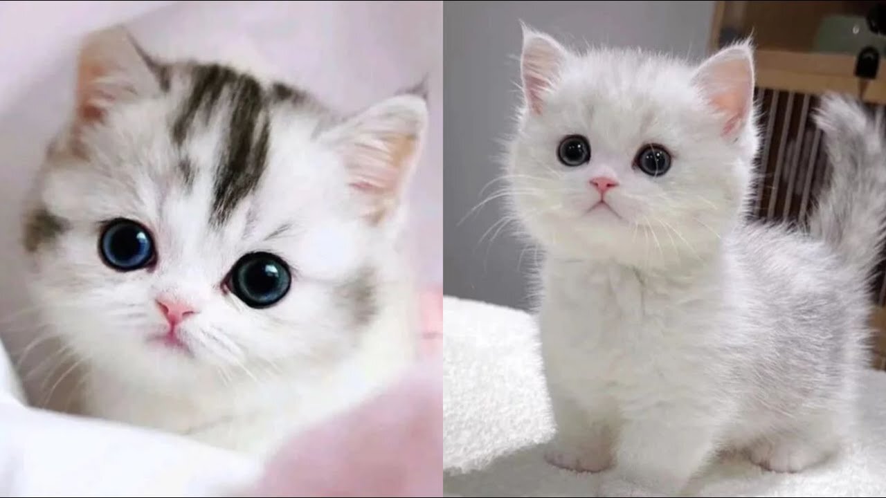 Baby Cats - Cute and Funny Cat Videos Compilation