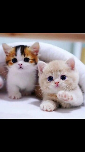 Cute cats new video