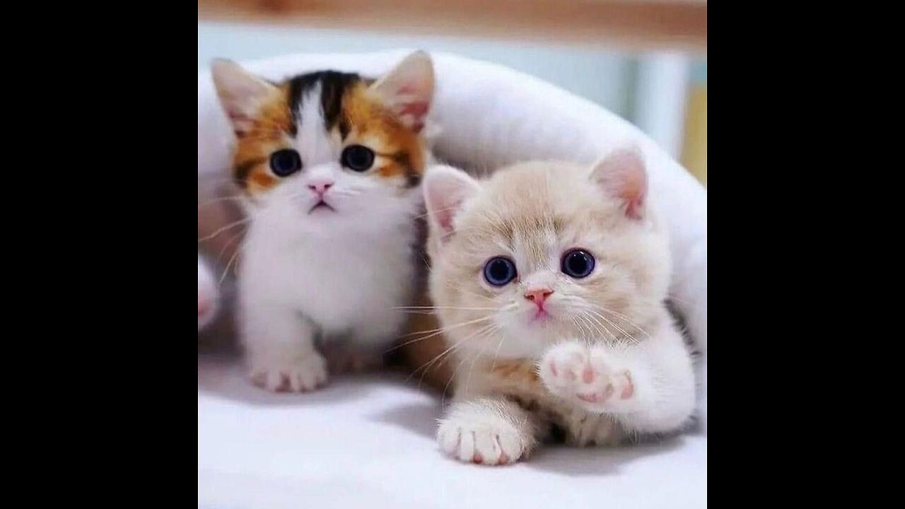 Cute cats new video