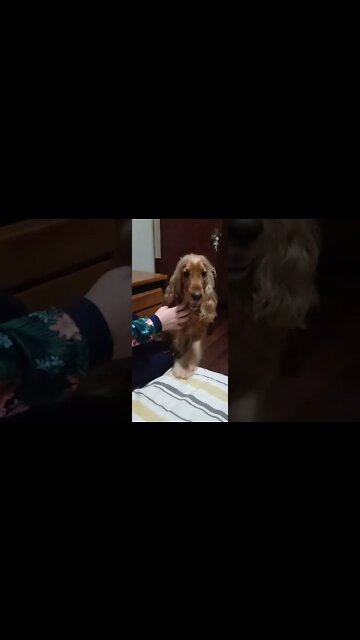 #dogshow, #amimals, #dogs, #shorts