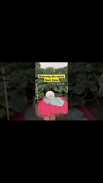 Rain Teaser #pumpkins #bubba #wateringplants