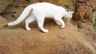 Our Cats #80 #shorts - Cats Explore New Cliffs (Part 2)