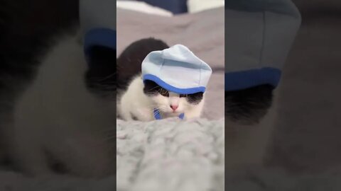 funny cat videos | cute cat videos |cute animals | funny cats #shorts