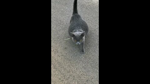cute pregnant cat