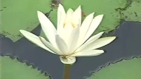 TÍN HẠNH NGUYỆN CỦA NGƯỜI TU TỊNH ĐỘ N19 08 2008 NGỌC TRƯỜNG SƯ GIÁC KHANG P2