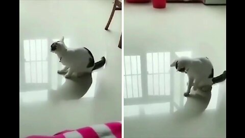 Cat Scared of Its Tail 🤣😂