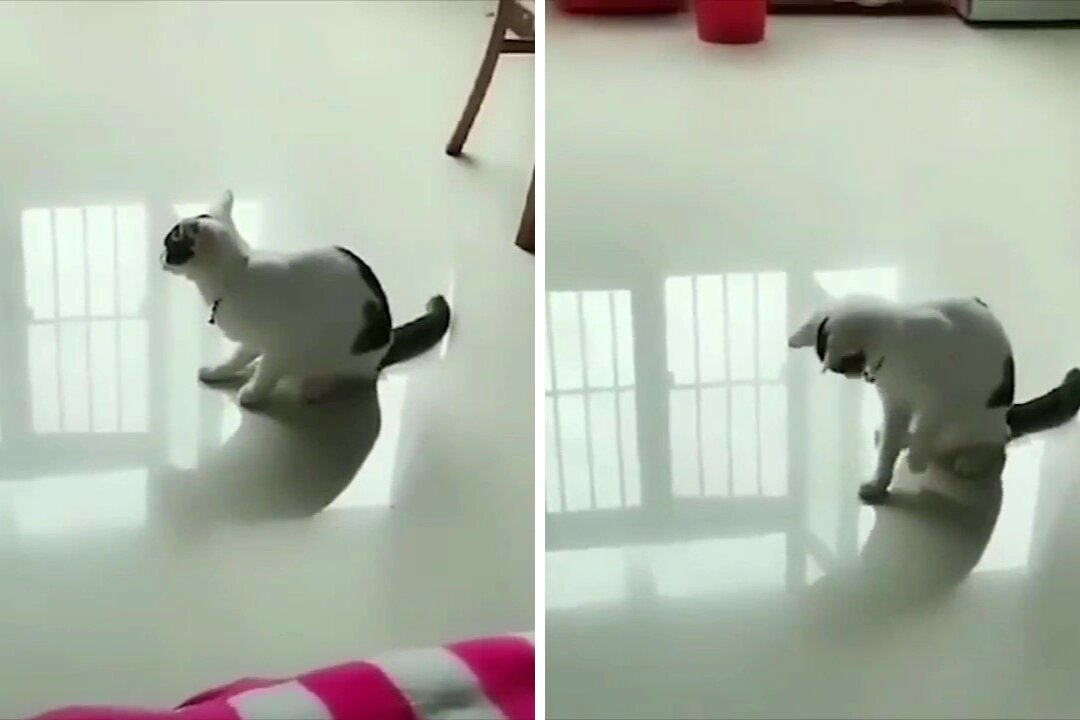 Cat Scared of Its Tail 🤣😂