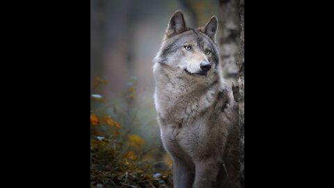 Man, this so cute wolf. i want to take it my home))