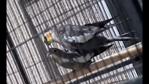 Rescued Cockatiel Attempts to Start a Familly!