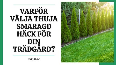 Varför välja Thuja Smaragd Häck för din trädgård?