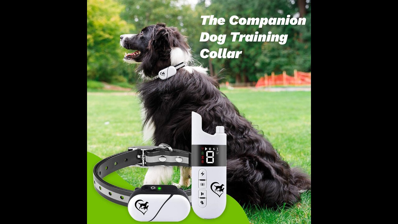 companion dog training