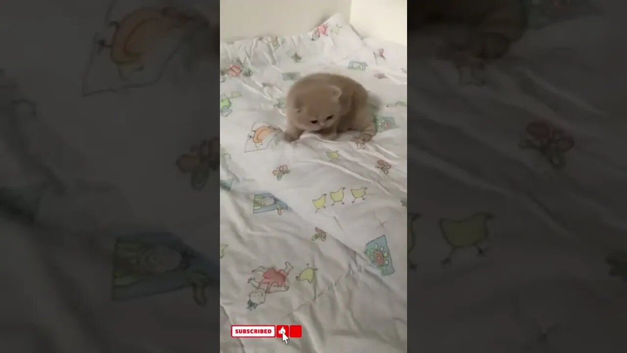 funny cat videos cute cat videos cute animals funny cats #shorts #shortsfunny #cutecat #funnycat