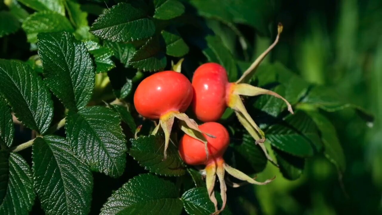 "The Power of Rose Hips: Nature’s Nutrient-Rich Fruit"