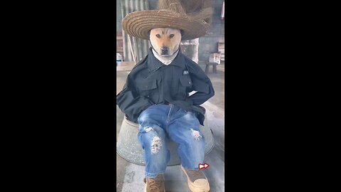 funny dog