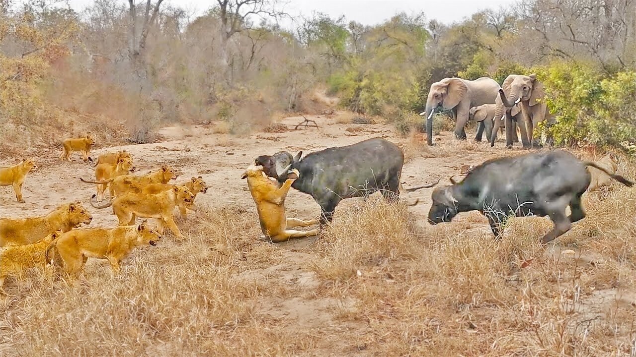 2 Buffaloes & 20 Elephants Are No Match for 22 Lions