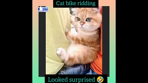 Cat bike ride looked surprised.