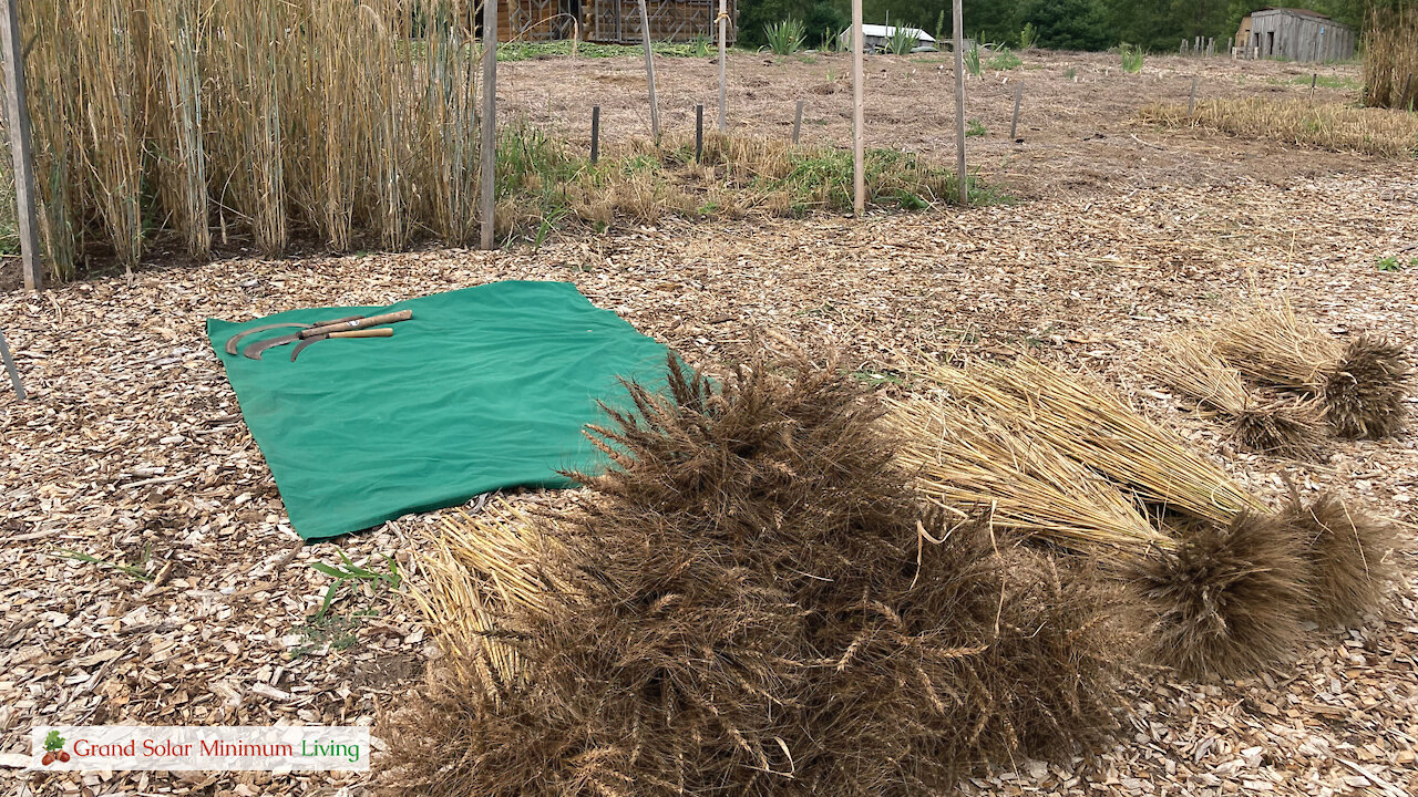 Harvesting Small Grains - Part 1