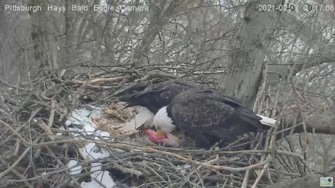 Hays Eagles Dad brings in gift Catfish for Mom 2021 02 07 9:15AM