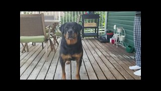 Gorgeous Female Rottweiler 💖💕 #rottweiler