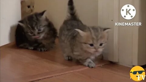 Cute Munchkin baby cate #cutecate #cats #cat #cutecatclub #cutecatcrew