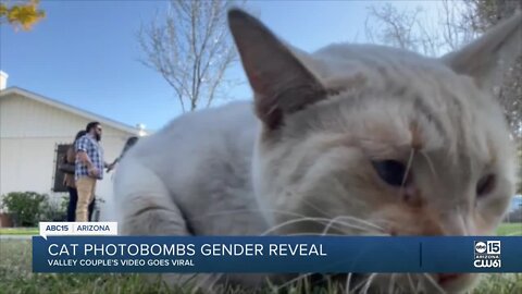 Valley couple goes viral for funny gender reveal 'cat-astrophe'