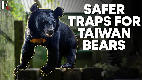 Taiwanese Conservationists Promote New Traps to Protect Endangered Bears | FPNews