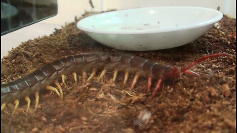 Giant Centipede From Hawaii