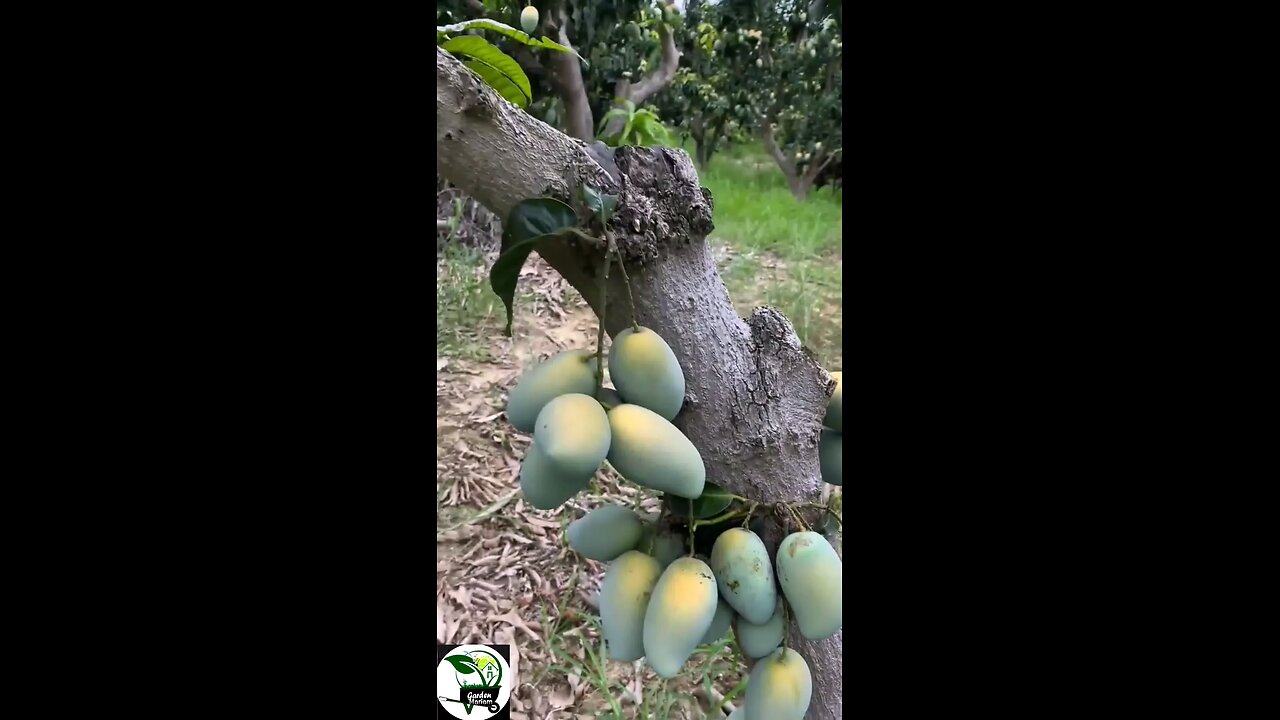 Mango plant