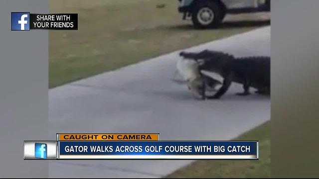 Gator carries huge fish in its mouth across Fla. golf course