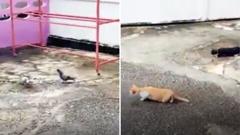Hungry cats sneakily tries to catch a pigeon
