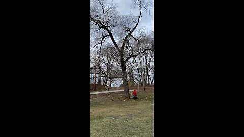 Dropping an elm