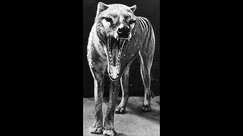 Thylacine | The Extinct Marsupial Predator