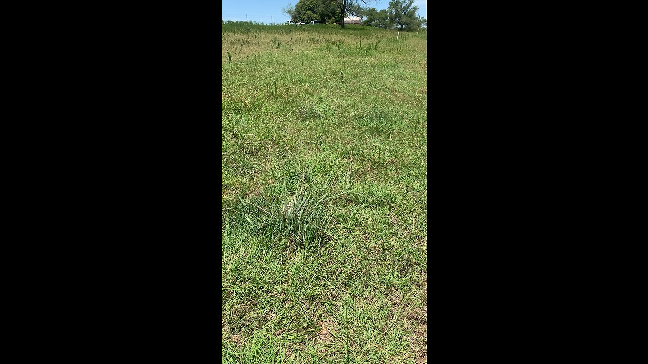 Paddock grazed vs paddock rested since may 16th