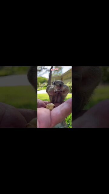 Squishy the squirrel eating nuts #shorts