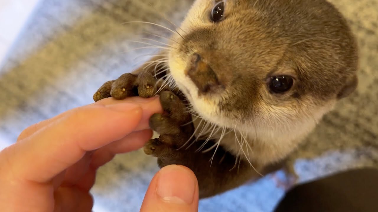 Otter's reaction to seeing baby for the first time