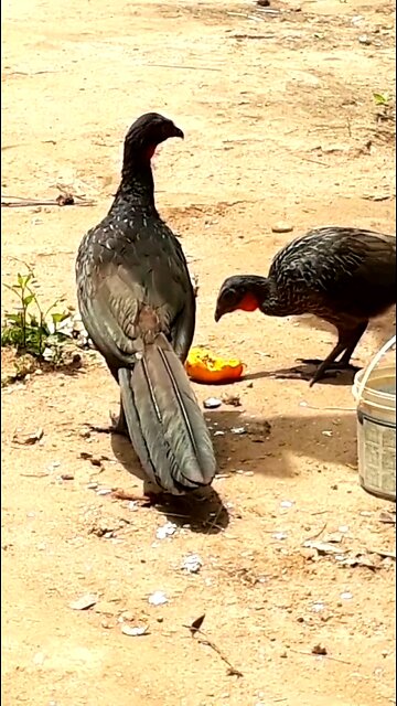 Jacu e sua família deliciando-se com mamões frescos na terra Jacuaçu, jacuguaçu, guans