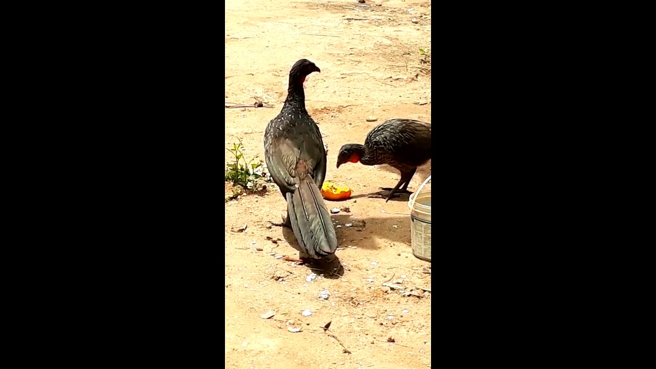 Jacu e sua família deliciando-se com mamões frescos na terra Jacuaçu, jacuguaçu, guans