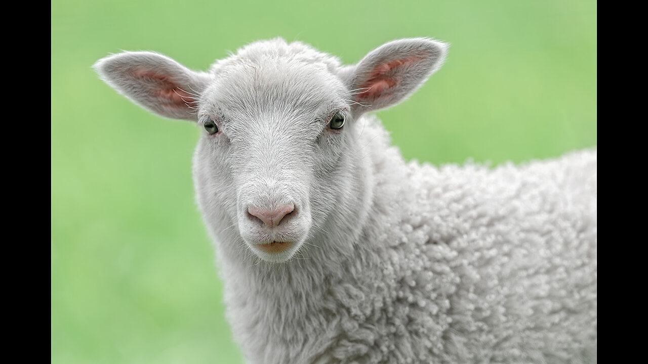 Cute lamb