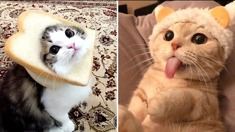Cute and Funny Cat Videos Compilation