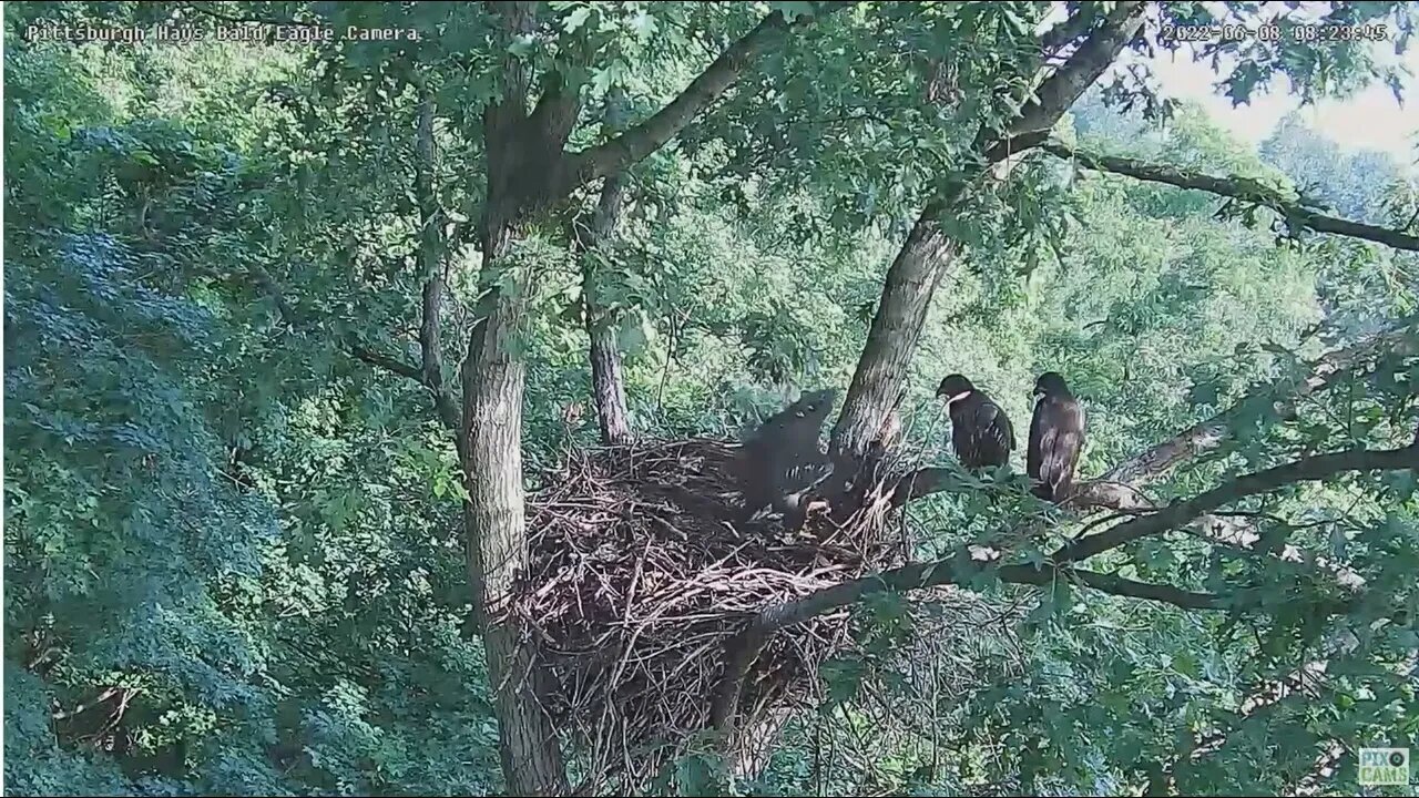 Hays Bald Eagles Juvie No More Baby Gate We re Big Kids Now 2022 06 08 0823