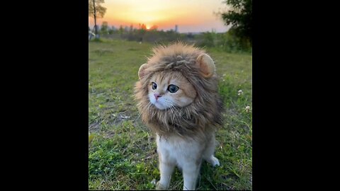 Purr-fectly Adorable: Sweet Cats that Make You Swoon