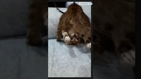 funny cat videos | cute cat videos| cute animals funny cats #shorts #shortsfunny #cutecat #funnycat