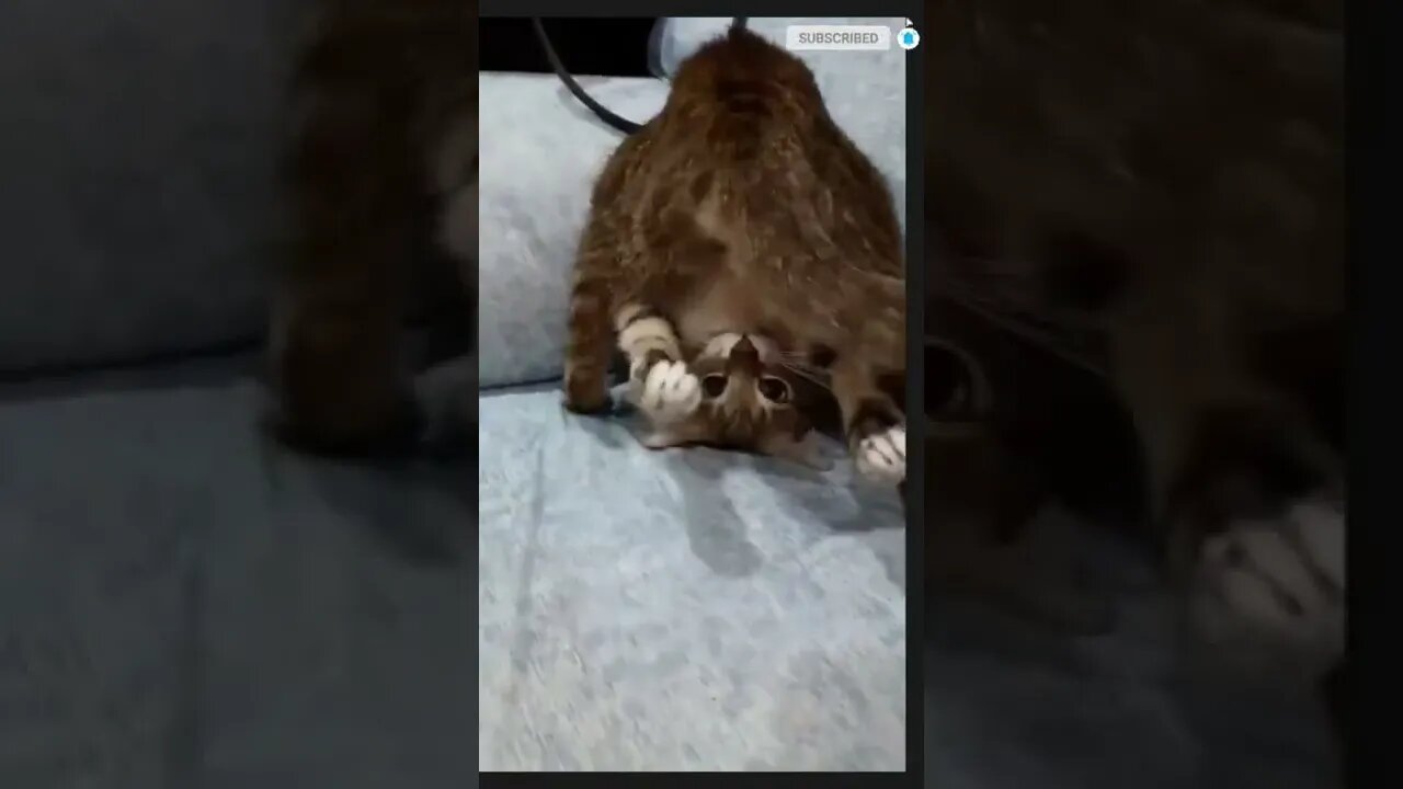 funny cat videos | cute cat videos| cute animals funny cats #shorts #shortsfunny #cutecat #funnycat