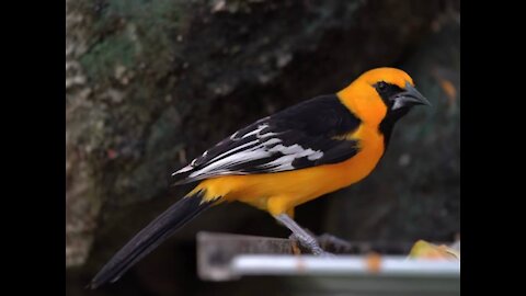 Yellow breasted yellow bird is eating