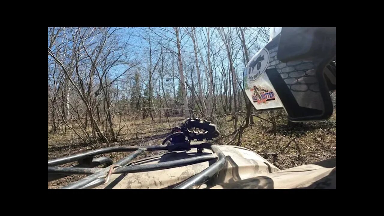 HOW GOOD ARE YOUR EYES-6 DEER IN WOODS