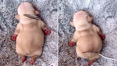 Cake or Puppy?