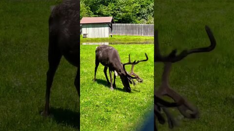 A fuzzy antler reindeer 🦌